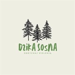 Dzika Sosna