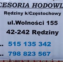 AKCESORIA HODOWLANE wszystko dla gołębi drobiu oraz psa i kota