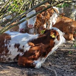 Wesoła Farma Lumacosia