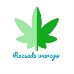Rozsada warzyw u Marszałków