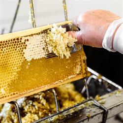 Pszczeli Dworek - Zespół Pasiek Świętokrzyskich, Gospodarstwo Agroturystyczne