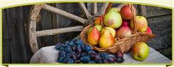 Frux Solis