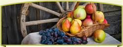 Frux Solis