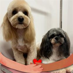 Dog&Style PSI FRYZJER Zduńska Wola - Salon pielęgnacji zwierząt, Strzyżenie psów