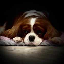 Helping Paw FCI