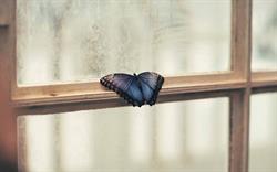 Gabinety Psychoterapii Papilio