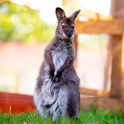 AnimalWorld
