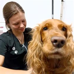 Herbi - grooming i dietetyka Magdalena Dulińska
