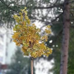 Sprężynowo Przedszkole i Żłobek