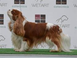 King charles cavalier hodowla fci