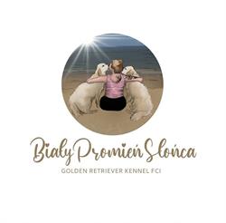 Biały Promień Słońca ZKwP FCI hodowla Golden Retriever