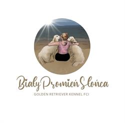 Biały Promień Słońca ZKwP FCI hodowla Golden Retriever