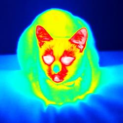 Wet-Pet Gabinet Weterynaryjny
