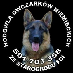 Hodowla owczarków niemieckich ze Starogrodu FCI