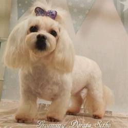 Pet Spa Dorota Sitko - fryzjer dla psów i kotów, salon groomerski
