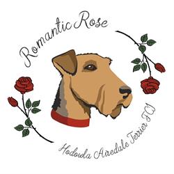 Hodowla Airedale Terrier Romantic Rose FCI
