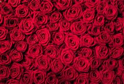 Kwiaciarnia Lech flowers