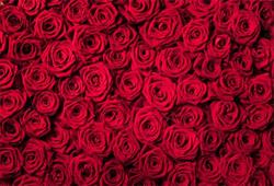 Kwiaciarnia Lech flowers