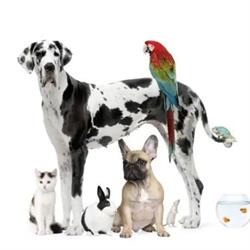 Sklep Zoologiczy Animals-Dreams.pl