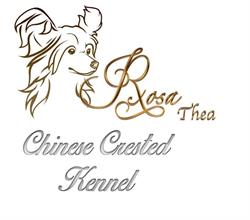 Rosa Thea Kennel - chinese crested dogs