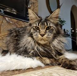 HAGNE Hodowla kotów Maine Coon