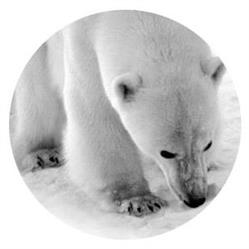 Narval-Ekspedycje Polarne Sp. z o.o.