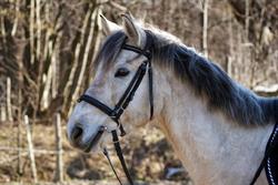 Podkowa na Wielkiej Górze