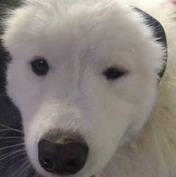 OTO DOG Anna Anyszka