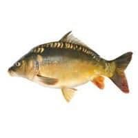 Polski karp żywy. Hodowla Karpia. Pawlicki