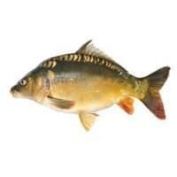 Polski karp żywy. Hodowla Karpia. Pawlicki