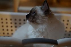 Hodowla kotów rasy Ragdoll SASANKA*PL
