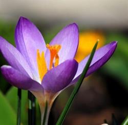 Kwiaciarnia KROKUS
