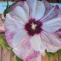 Hibiskus bylinowy (Hibiscus moscheutos)