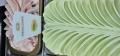 Lody-o-smaku-pistacji-