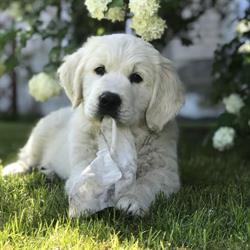 Hodowla psów Golden Retriever TORETZA ZKwP FCI
