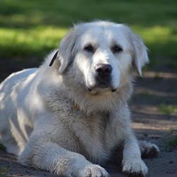 Hodowla psów Golden Retriever TORETZA ZKwP FCI
