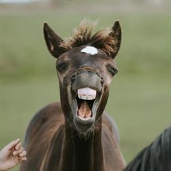 Stajnia Happy Hoof