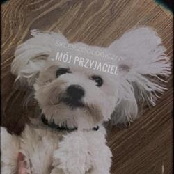 Sklep Zoologiczny "Mój Przyjaciel" Mosina