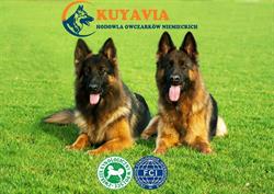 Hodowla Kuyavia FCI