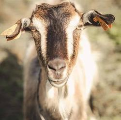 MLEKO SERY KOZIE