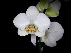 Kwiaciarnia Orchidea