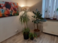 Gabinety Psychoterapii ARIADNA Katowice Opolska - gabinet 2