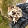 Kot - zdjęcie z inwentaryzacji teriologicznej