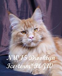 ICESTORM*PL - hodowla kotów Maine Coon