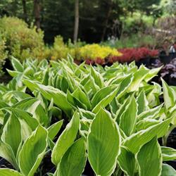 Ri-Garden Pielęgnacja i Zakładanie Ogrodów, Krzewy Ozdobne