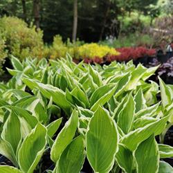 Ri-Garden Pielęgnacja i Zakładanie Ogrodów, Krzewy Ozdobne