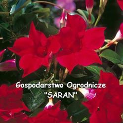 Gospodarstwo Ogrodnicze "Saran"