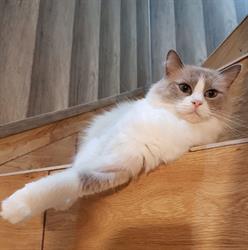 Antila The Cat * PL