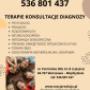 oferta terapeutyczna