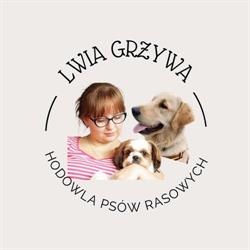 Hodowla Shih Tzu i Golden Retriever "Lwia Grzywa"